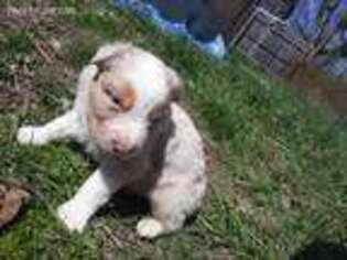 Australian Shepherd Puppy for sale in Muskegon, MI, USA