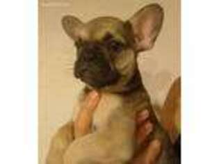French Bulldog Puppy for sale in Rosholt, WI, USA