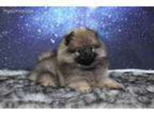 Pomeranian Puppy for sale in Richardson, TX, USA