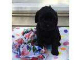 Cavapoo Puppy for sale in Fort Valley, GA, USA