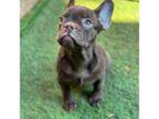 French Bulldog Puppy for sale in Princeton, NJ, USA