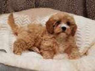 Cavapoo Puppy for sale in Garland, TX, USA