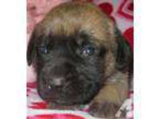 Mastiff Puppy for sale in ELYSBURG, PA, USA