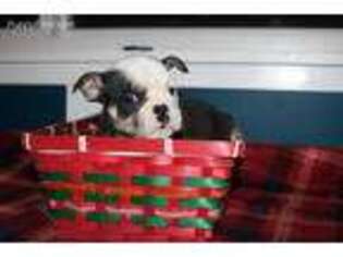 Olde English Bulldogge Puppy for sale in Carmel, IN, USA