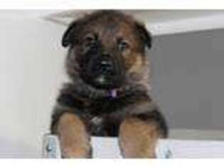 German Shepherd Dog Puppy for sale in Leesburg, GA, USA