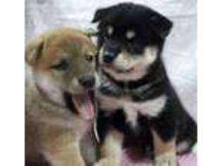 Shiba Inu Puppy for sale in Chula Vista, CA, USA