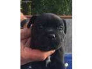 Staffordshire Bull Terrier Puppy for sale in Madisonville, KY, USA