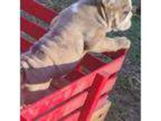 Bulldog Puppy for sale in Panama City, FL, USA