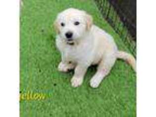Golden Retriever Puppy for sale in Providence Village, TX, USA