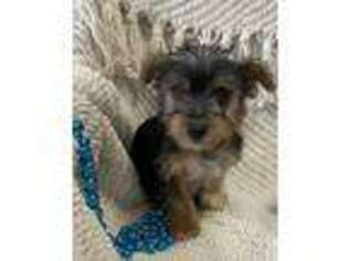 Yorkshire Terrier Puppy for sale in Warsaw, NY, USA