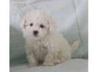 Bichon Frise Puppy for sale in Warminster, PA, USA