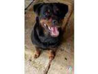 Rottweiler Puppy for sale in Bay Shore, NY, USA