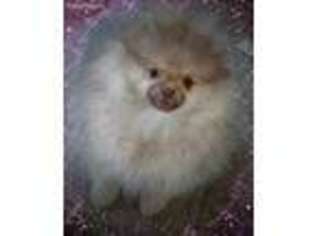 Pomeranian Puppy for sale in Seaford, DE, USA
