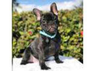 French Bulldog Puppy for sale in Pembroke Pines, FL, USA