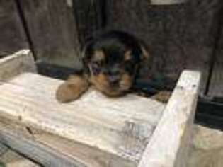 Silky Terrier Puppy for sale in Osborne, KS, USA