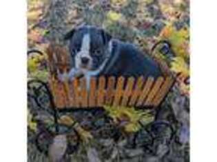 Boston Terrier Puppy for sale in Perry, OK, USA