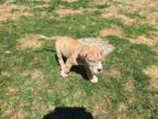 Great Dane Puppy for sale in Dakota City, NE, USA