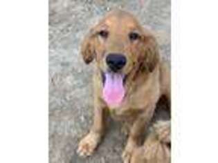 Golden Retriever Puppy for sale in Orange, VA, USA