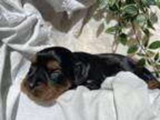English Toy Spaniel Puppy for sale in Eugene, OR, USA