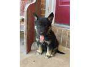 German Shepherd Dog Puppy for sale in Lewisburg, PA, USA