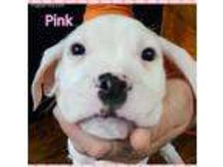 Dogo Argentino Puppy for sale in Placerville, CA, USA