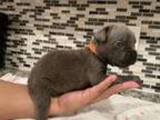Cane Corso Puppy for sale in Lakewood, CA, USA