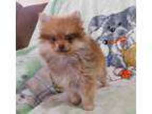 Pomeranian Puppy for sale in Watts, OK, USA