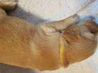 Golden Retriever Puppy for sale in Redmond, WA, USA