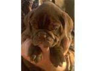 Olde English Bulldogge Puppy for sale in Ola, AR, USA