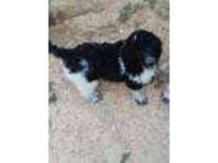 Mutt Puppy for sale in Grandview, WA, USA