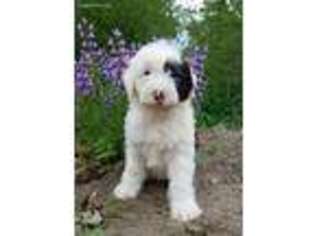 Old English Sheepdog Puppy for sale in Pigeon, MI, USA