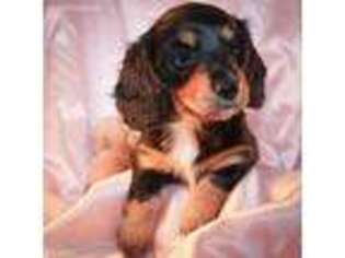 Dachshund Puppy for sale in Sparta, MI, USA