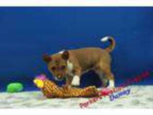 Basenji Puppy for sale in Hickory, NC, USA