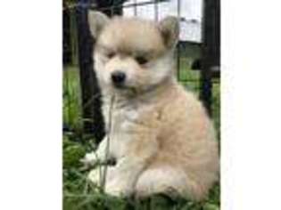 Siberian Husky Puppy for sale in Burnsville, NC, USA