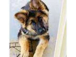 German Shepherd Dog Puppy for sale in Victorville, CA, USA