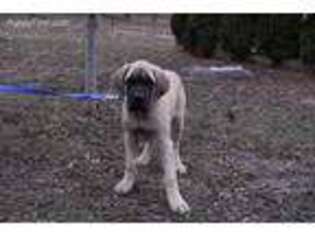 Mastiff Puppy for sale in Ames, IA, USA