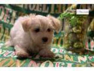 Havanese Puppy for sale in Sioux Falls, SD, USA