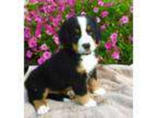 Bernese Mountain Dog Puppy for sale in Kinzers, PA, USA