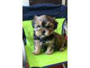 Shorkie Tzu Puppy for sale in Clearwater, FL, USA