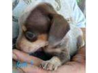 Dachshund Puppy for sale in Summersville, MO, USA