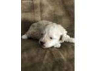 Mutt Puppy for sale in Hereford, AZ, USA