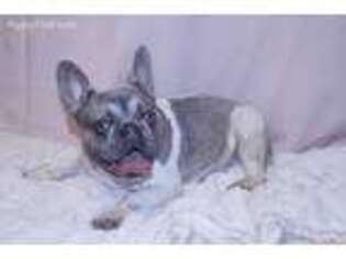 French Bulldog Puppy for sale in Lake Forest, IL, USA
