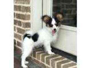 Papillon Puppy for sale in Spring, TX, USA