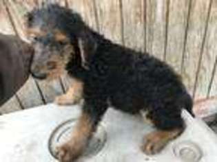 Airedale Terrier Puppy for sale in Glasco, KS, USA