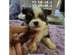 Chihuahua Puppy for sale in Oakdale, TN, USA