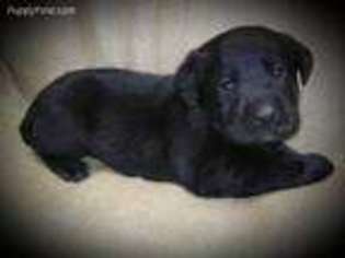 Labrador Retriever Puppy for sale in Dublin, TX, USA