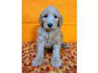 Labradoodle Puppy for sale in Weatherford, TX, USA