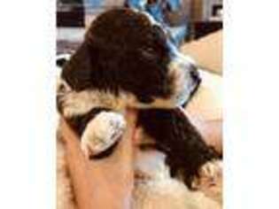 Portuguese Water Dog Puppy for sale in Mc Cook, NE, USA