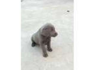 Labrador Retriever Puppy for sale in Poth, TX, USA