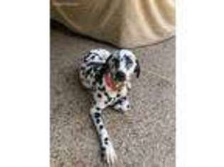 Dalmatian Puppy for sale in Spring, TX, USA